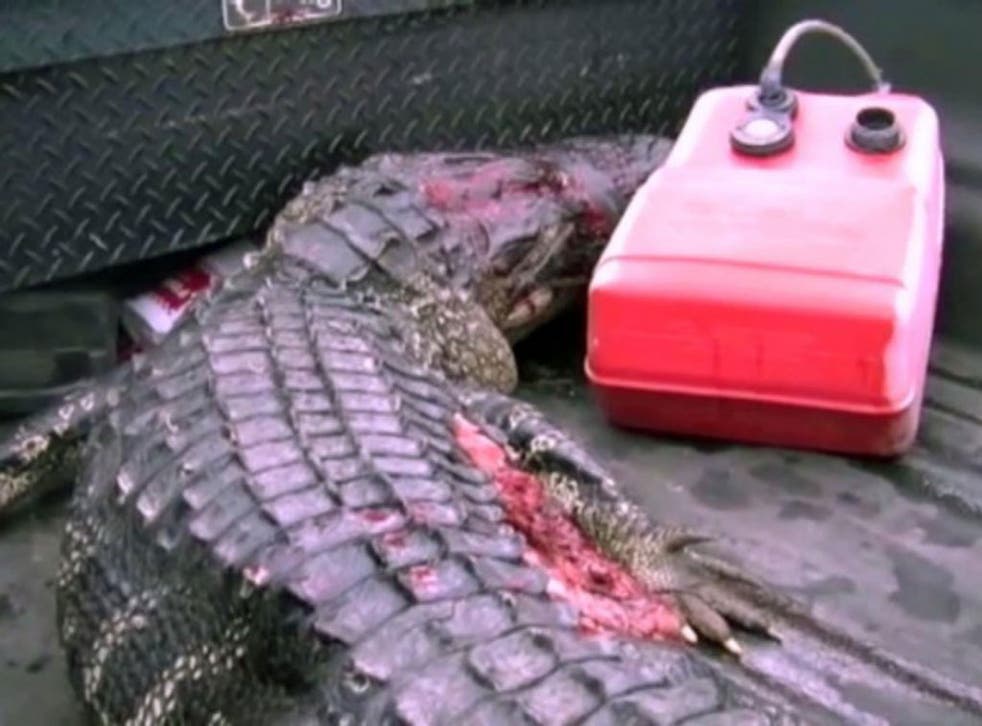 The alligator after it was caught