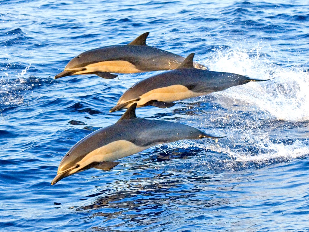 Common dolphins (Delphinus delphis) photographed in Baja, California