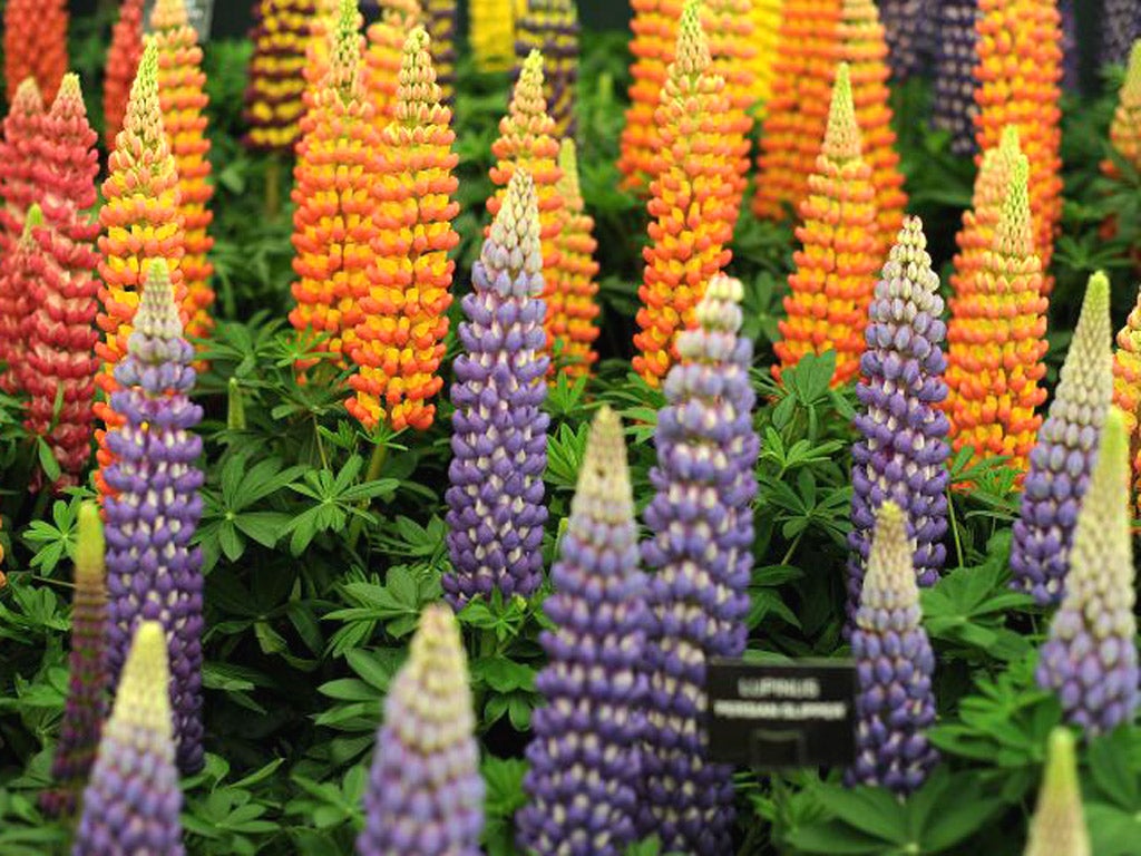Lupin (Lupinus polyphyllus) flowers were introduced by David Douglas