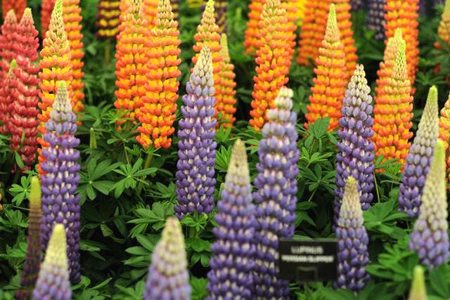 Lupin (Lupinus polyphyllus) flowers were introduced by David Douglas