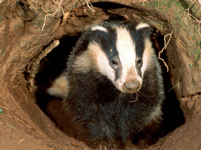 The block cull will destroy thousands of badgers