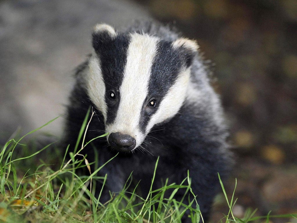 The Badger Trust lost its High Court bid against the culling of badgers