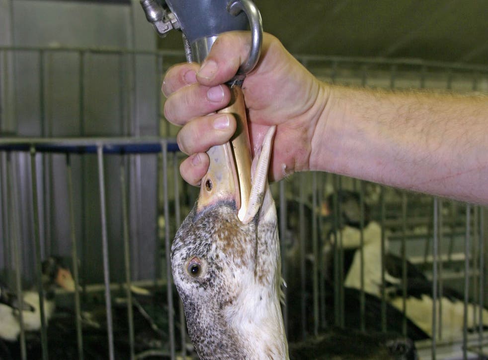 A farmer force-feeds grain to a duck to produce foie gras