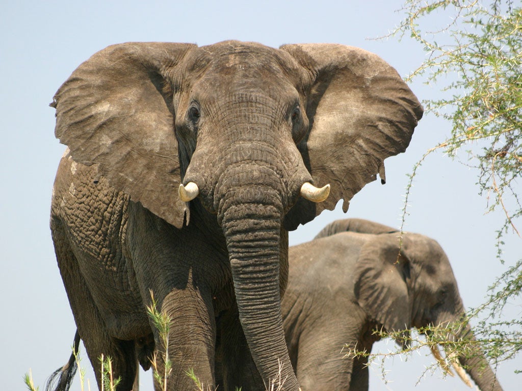 At least 81 elephants have been poisoned in cyanide attacks