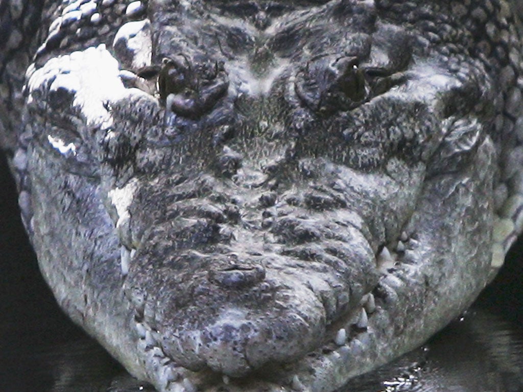 Sinister smile: Saltwater crocodiles can grow 20ft long, and weigh a ton