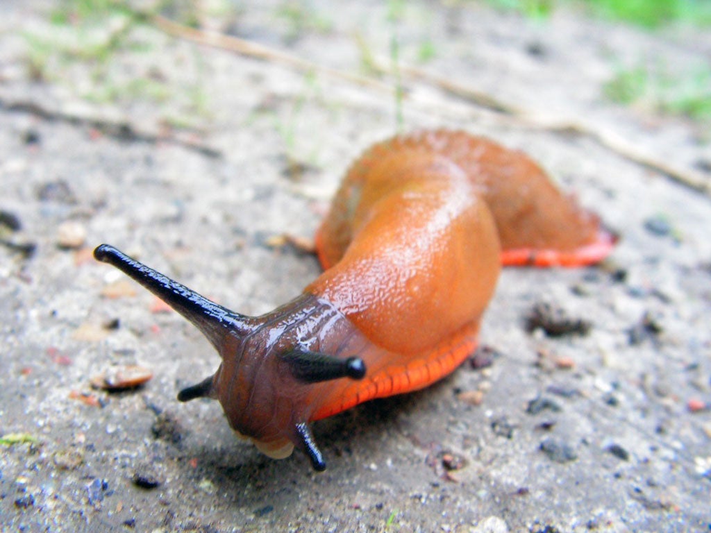 Gardeners say slugs have made this year a nightmare