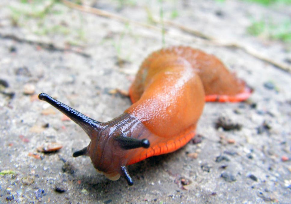 Slug alert! Invasion of the gastropods | The Independent