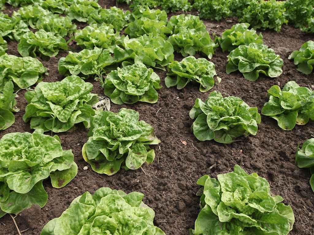 Humble salad ingredients like lettuce are 'at risk'