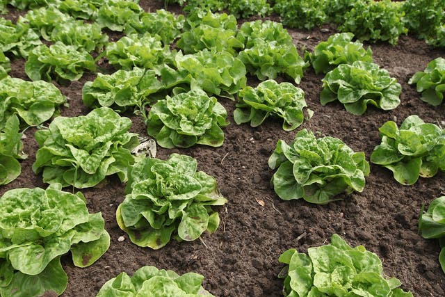 Humble salad ingredients like lettuce are 'at risk'