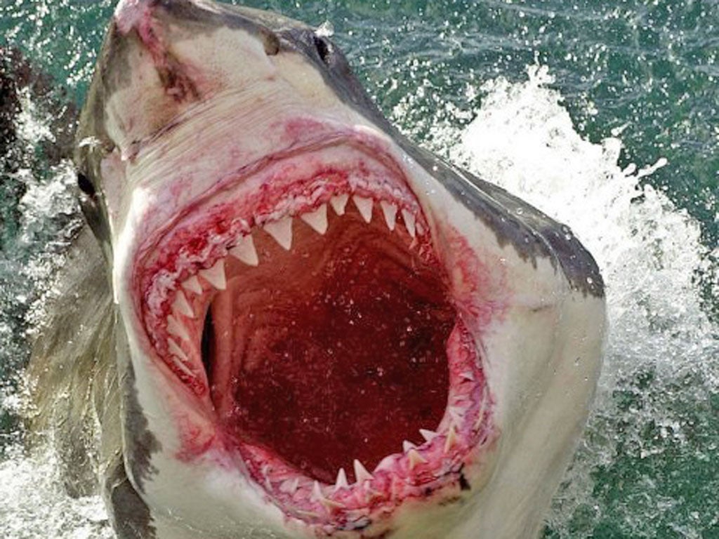 A deadly 16ft great white shark leaps from the water off Australia