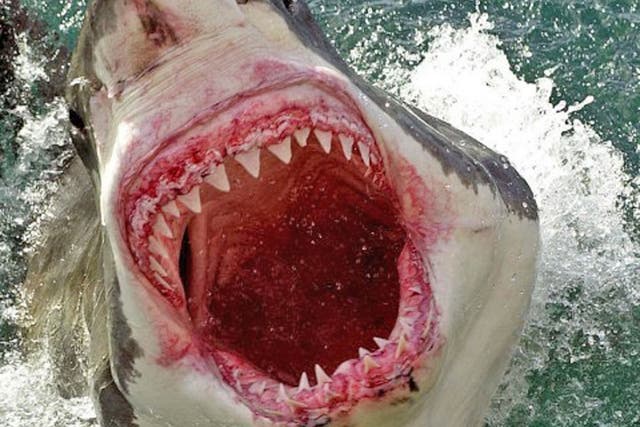 File: A 16ft great white shark leaps from the water off Australia