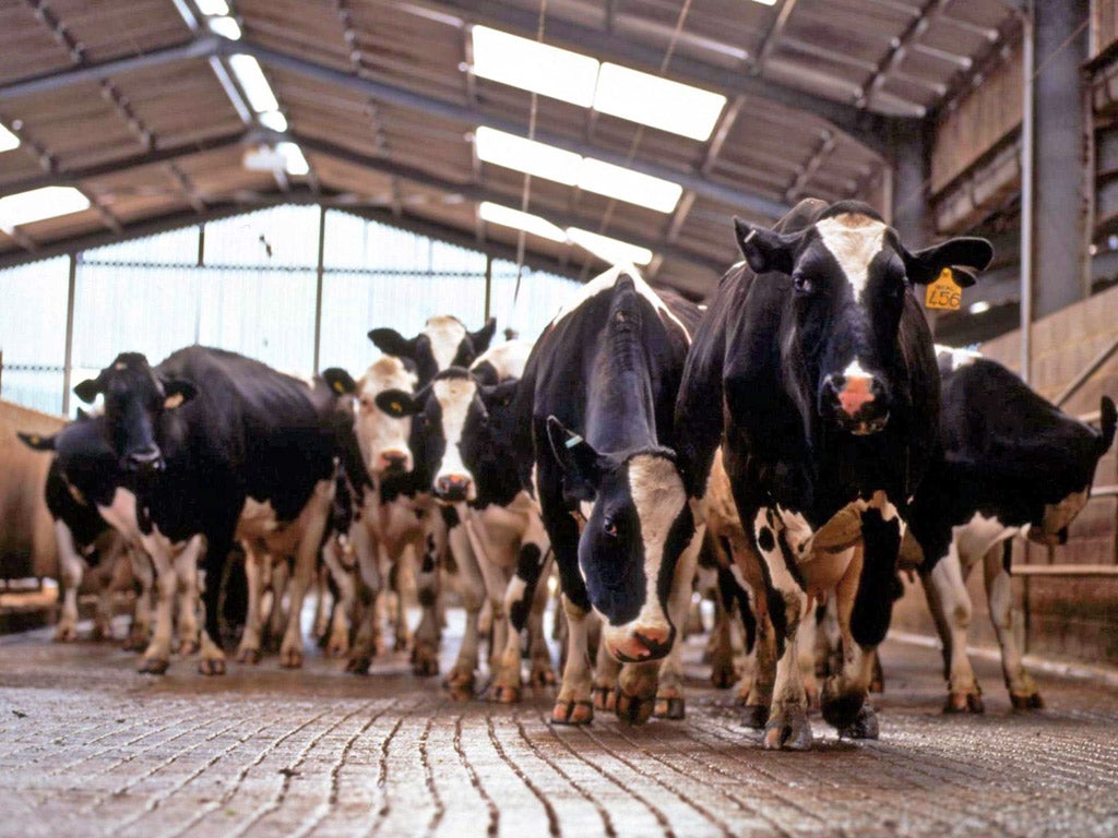 Since 2000 the number of dairy farmers has shrunk by 40 per cent to 10,700
