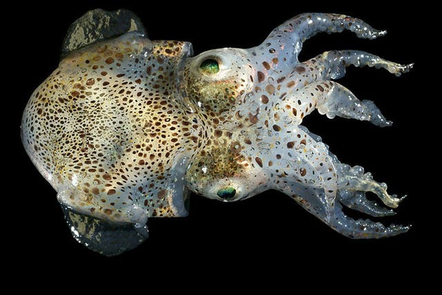The cephalopods spend much of their short lives engaging in three-hour mating sessions with multiple partners, Australian researchers have discovered