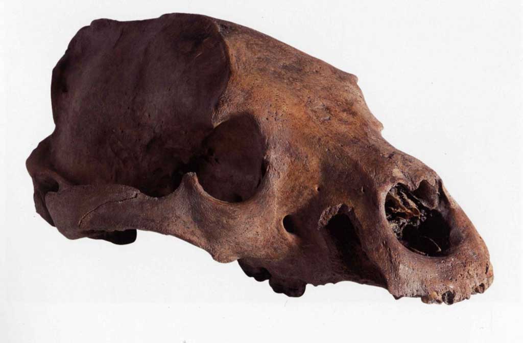 Alas, poor bear: A bear skull found at the Globe
