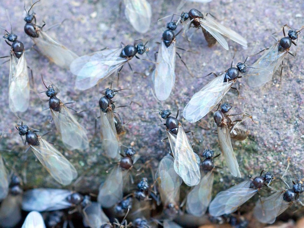 Annual mating ritual sees pavements and gardens covered with swarms of flying ants