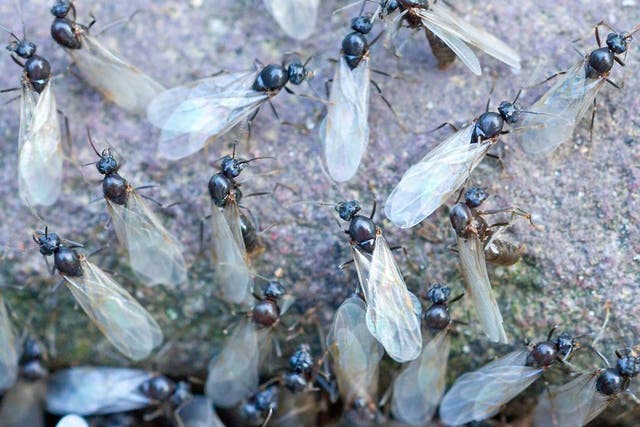 Yearly mating ritual will see pavements and gardens covered with swarms of flying ants