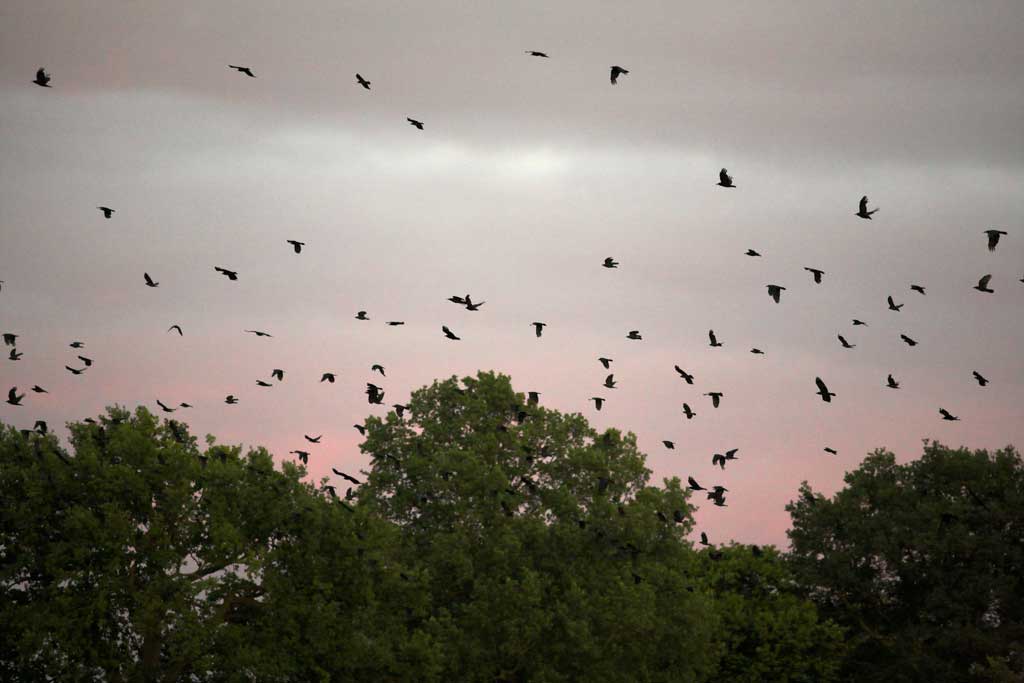 Rooks, Anna's favourite birds, taking flight at sunset
