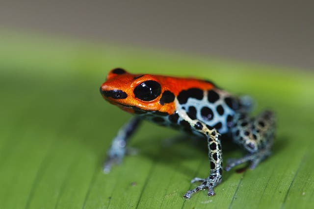 Many species of the poison dart frog are critically endangered
