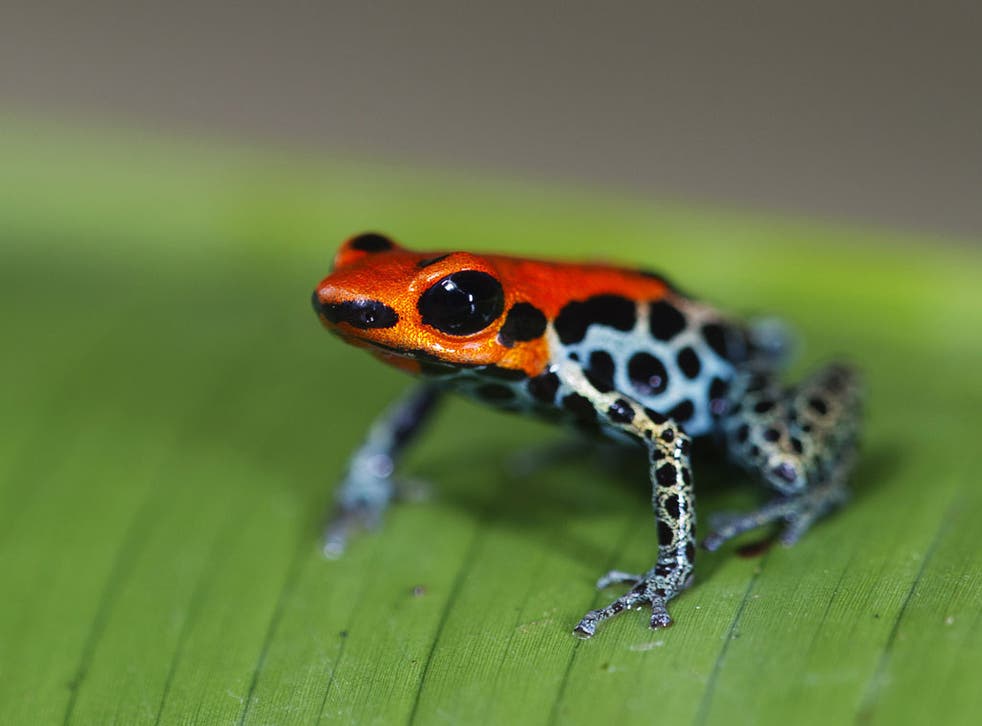 Many species of the poison dart frog are critically endangered