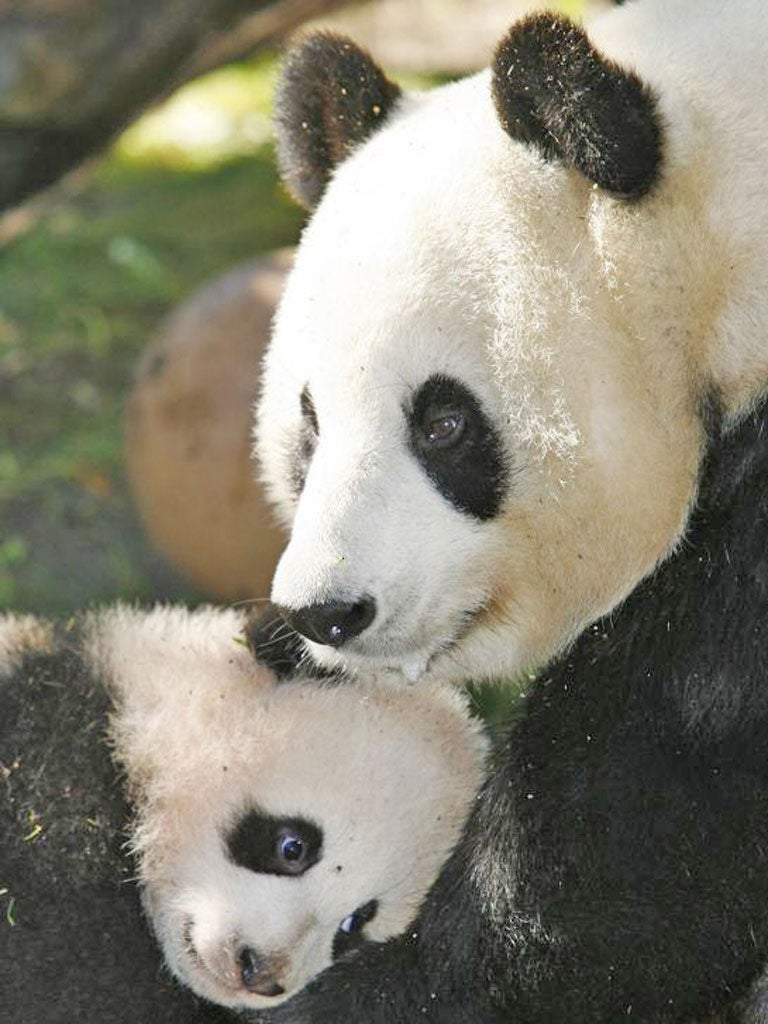 Four-month-old giant panda with mother Bai Yun at the San Diego Zoo