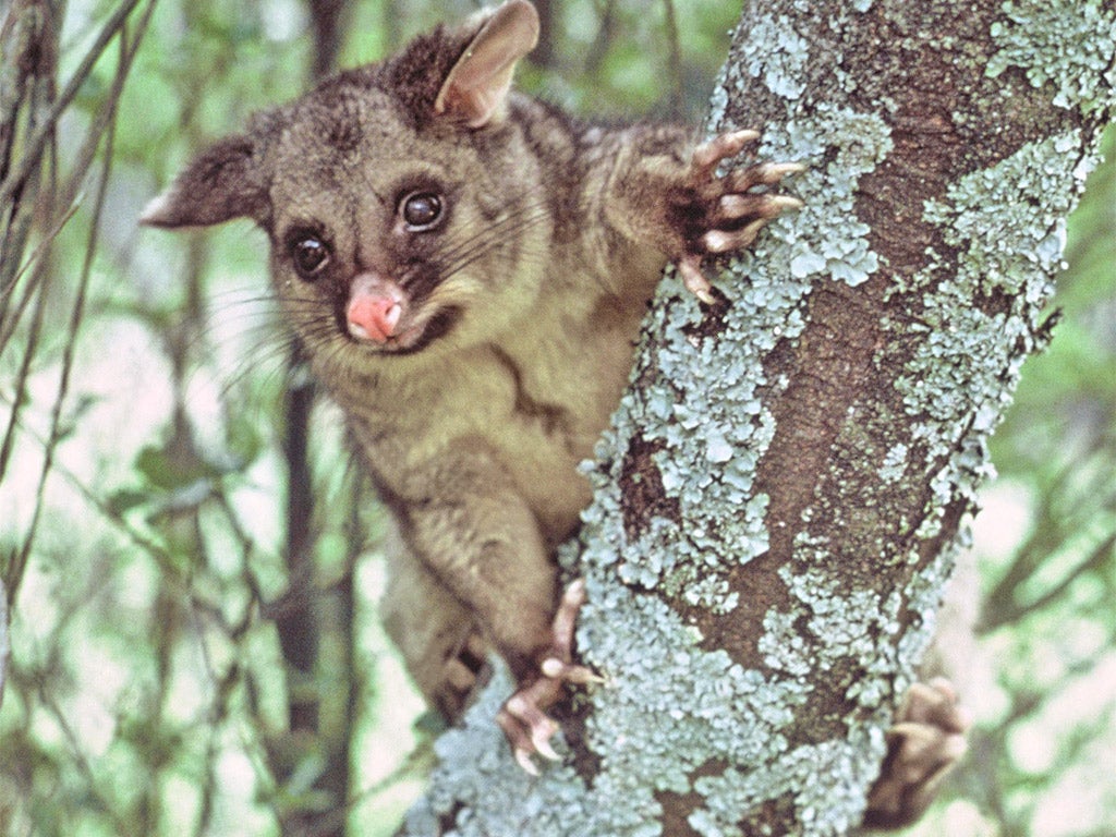 Introduced from Australia, the brush-tailed possum is a non-protected pest in New Zealand