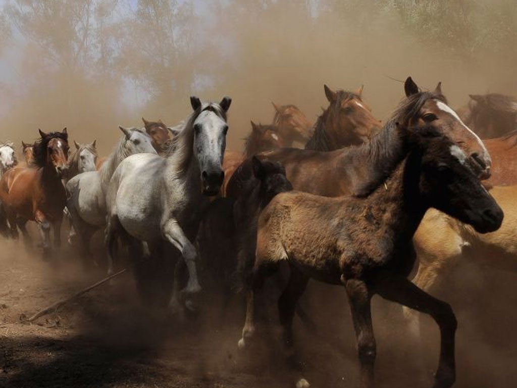 Wild horses herded down from the mountains in Spain