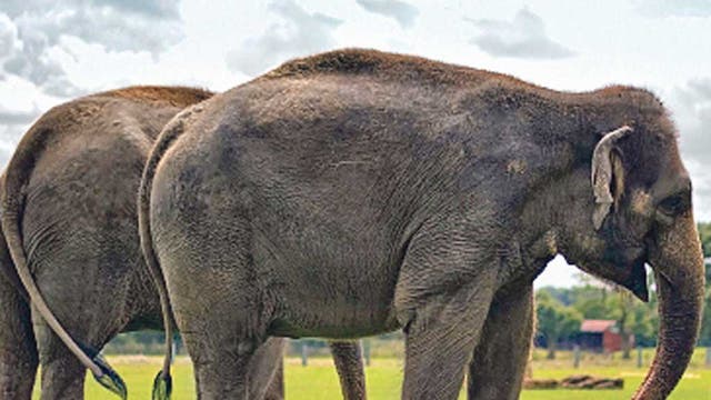 <p>1. Whipsnade Zoo, Bedfordshire</p>
<p>Adult £20.50, child £15.50, org/zsl-whipsnade-zoo </p>
<p>This is the UK's biggest zoo, with lions, elephants, et al. There's also a special family festival aimed at under-10s.</p>