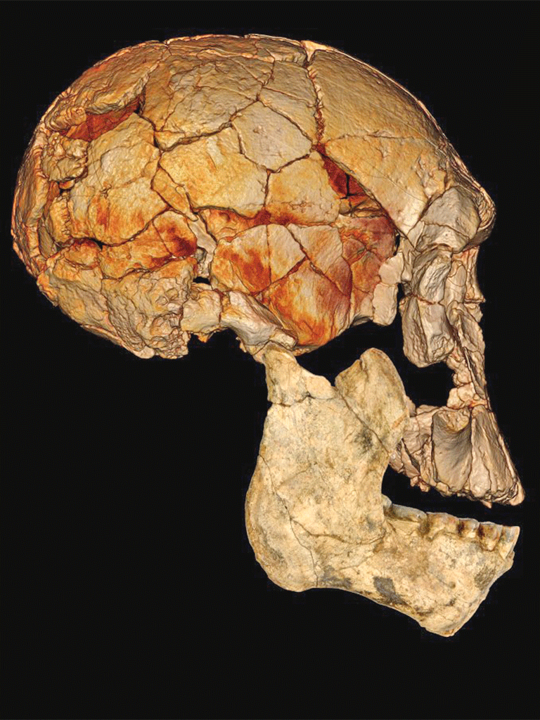 The cranium of 1470, now confirmed as a separate species