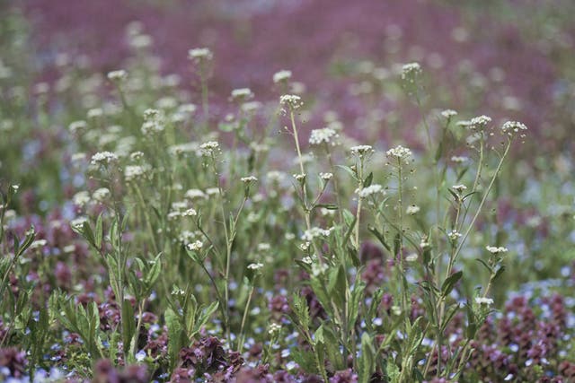 Each plant of the weed Shepherd's purse can produce 5,000 seeds