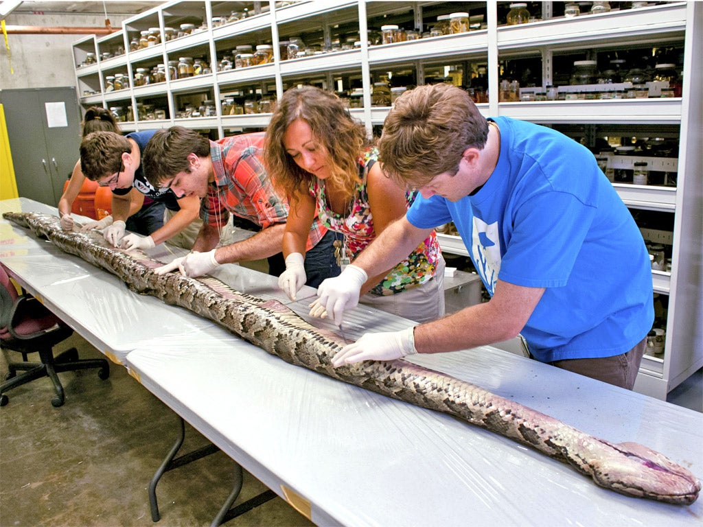 The pregnant python was the largest ever found in the Everglades