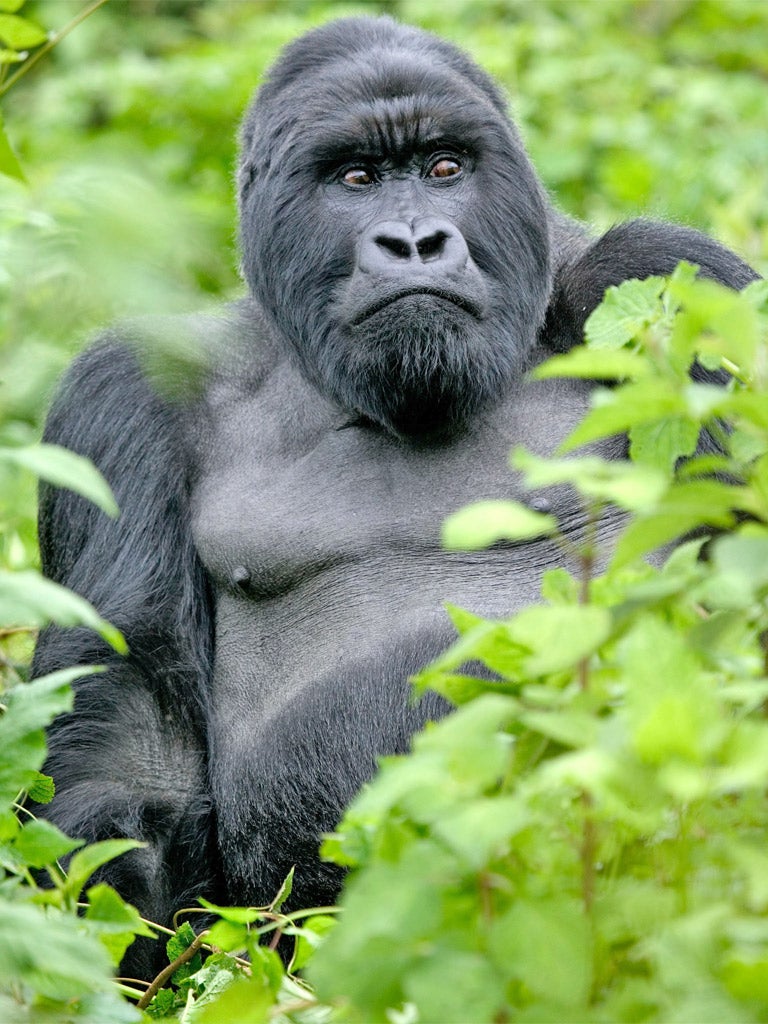 Gorillas in the midst: the park is in the heart of the Congo war
