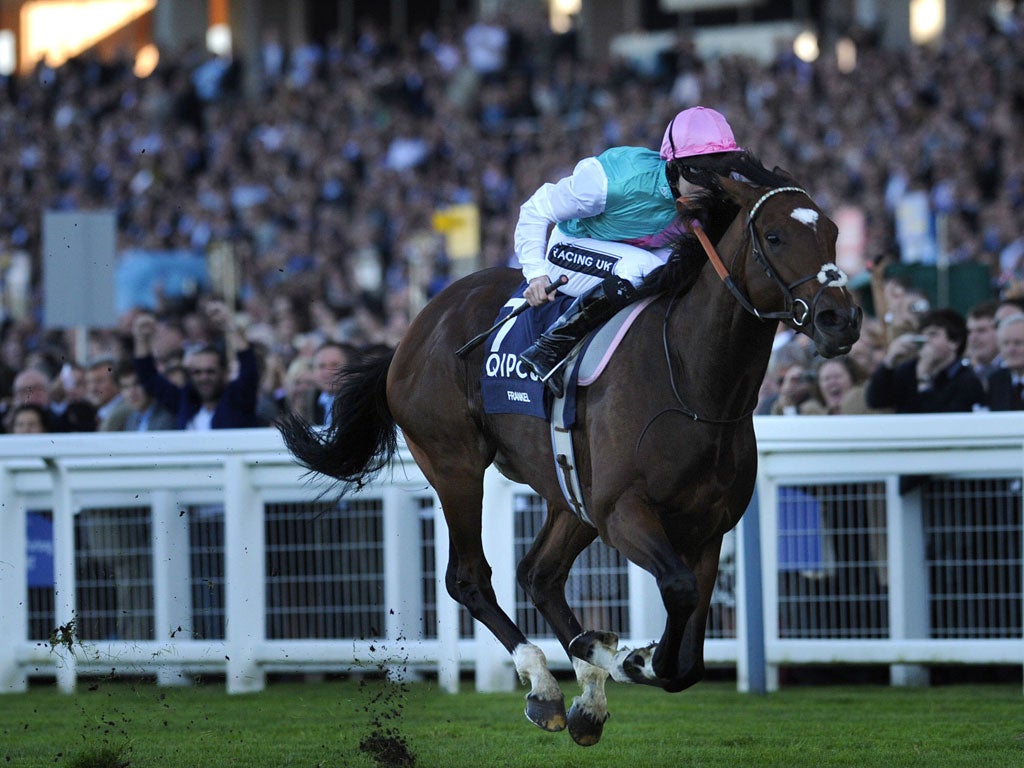 Different class: Frankel, bred from Kind, bids for an eighth successive Group One victory at York this week