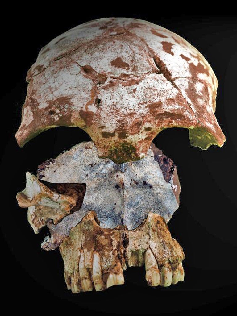 The pieces of skull of an early modern Homo sapiens, found in the Tam Pa Ling cave in Laos. Dating suggests it is between 46,000 and 63,000 years old, making it the oldest skeletal remains of modern man in Asia