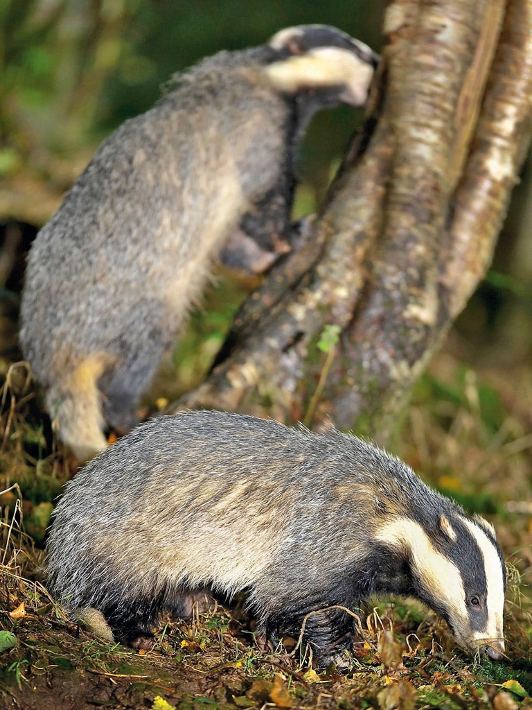 The trial cull could see 70 per cent of badgers killed across two areas measuring a total of more than 600 sq km