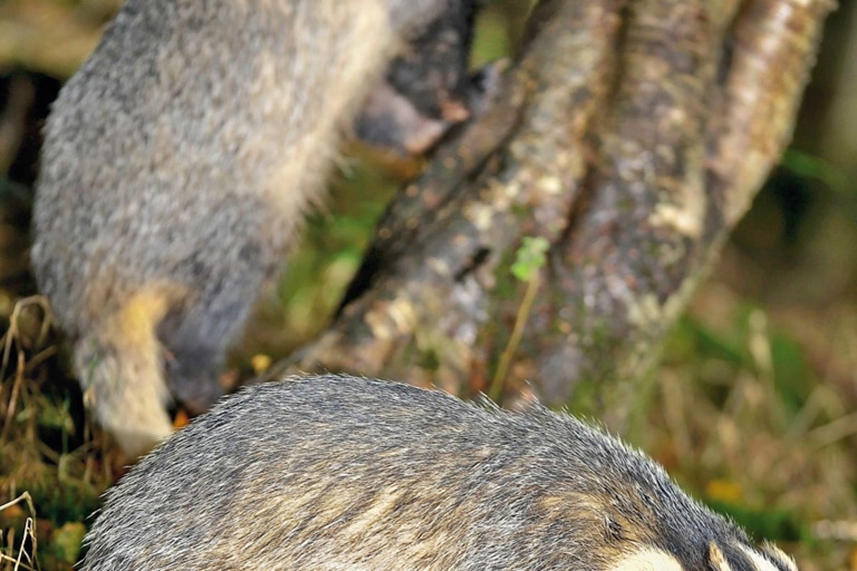Badgered: How the cull got nasty | The Independent | The Independent