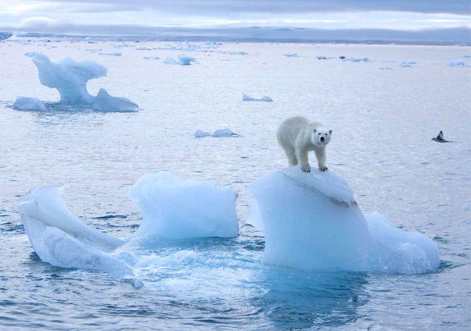 Arctic ice melting to a record low, scientists warn | The Independent