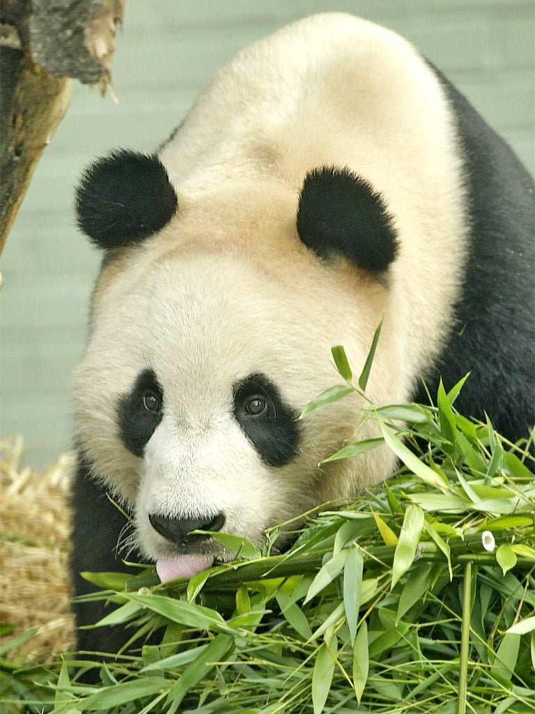 Yang Guang, pictured, and Tian Tian will stay in Edinburgh for 10 years
