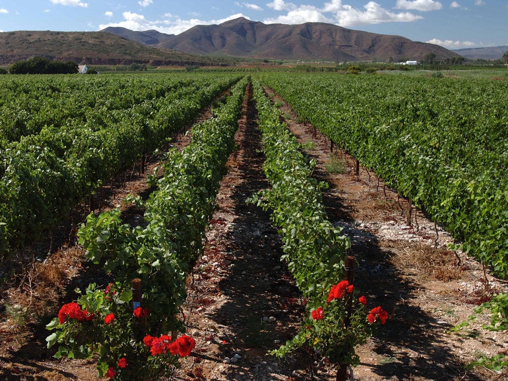 South Africa's wine sector grew more than 200 per cent between 1998 and 2010