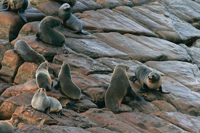 Fittest or biggest? New Zealand fur seals, above, have been picking off Kangaroo Island's fairy penguins
