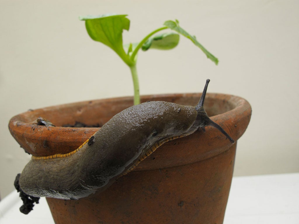 Pot boiler: Coffee grounds, used to keep slugs at bay, are an illegal pesticide under EU regulations