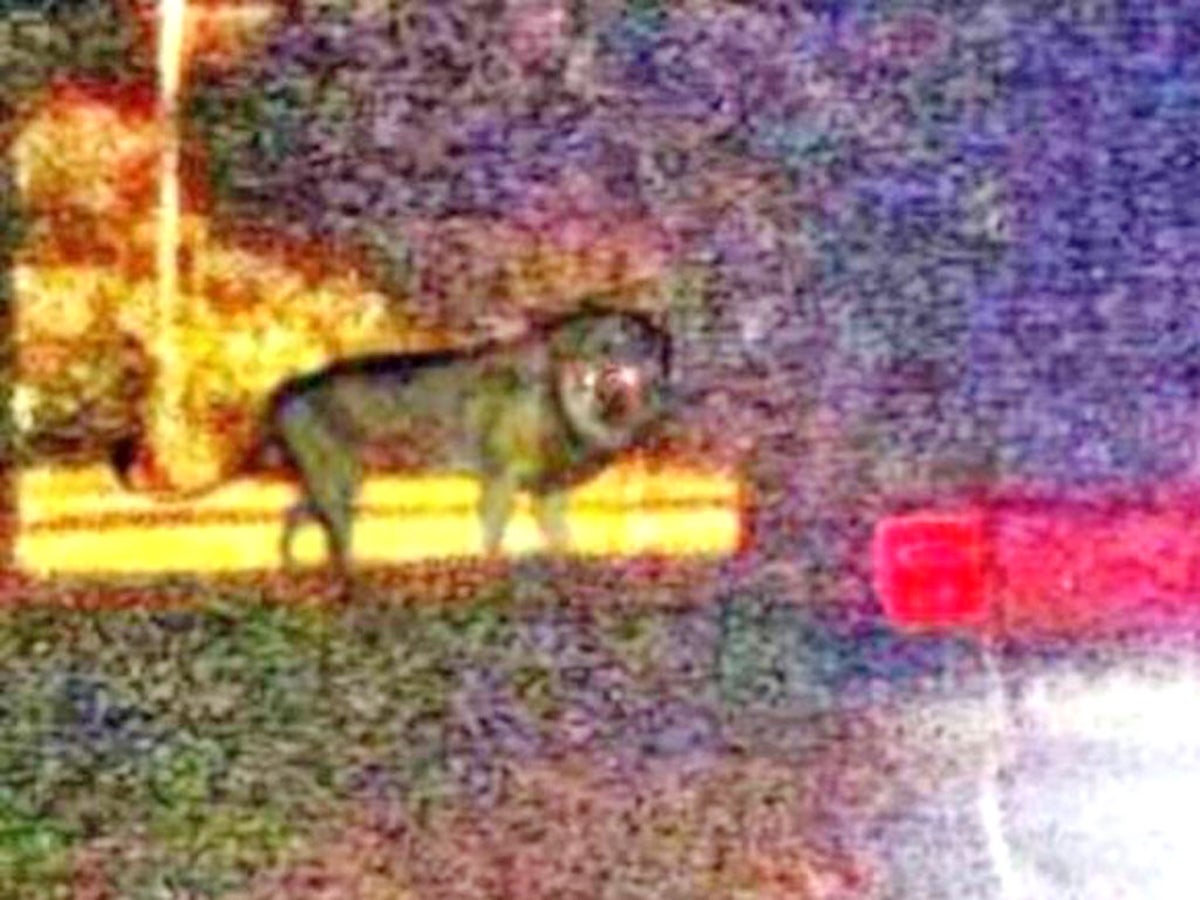 Lion on the loose: Big cat sighting triggers feline frenzy in