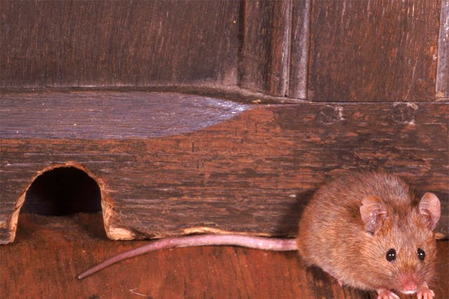 From London to Edinburgh, Mice are causing chaos