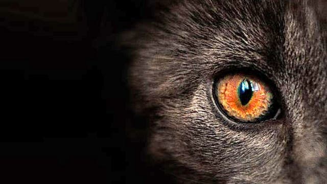 Reclusive Woman Eaten By Pet Cats As Body Lay Undiscovered In Home The Independent The Independent Reclusive Woman Eaten By Pet Cats As Body Lay Undiscovered In Home The Independent The Independent