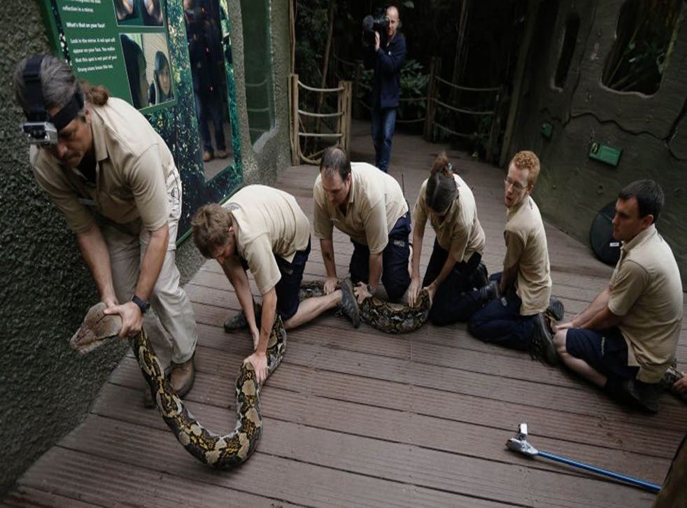 The gigantic snake had to be carried by no less than seven keepers as she underwent her annual health check today