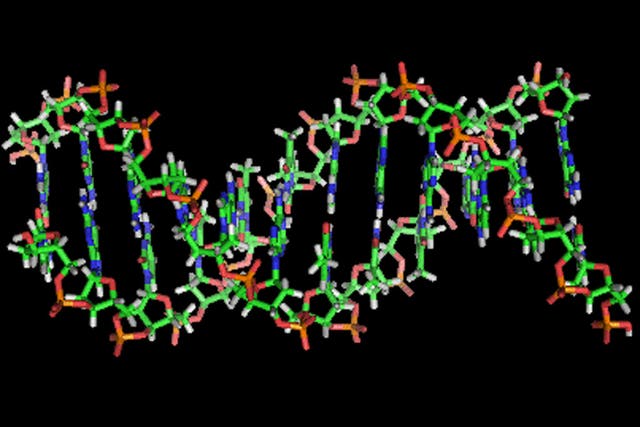 A section of human DNA
