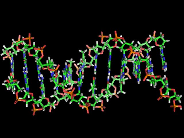 A section of human DNA