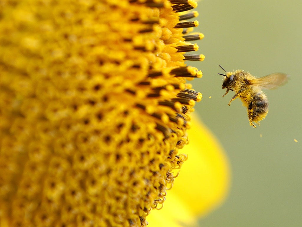 A bee can absorb pesticides from plants and carry the poison back to its hive