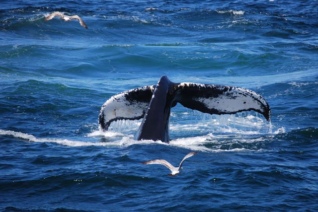 Symbol of life: Witnessing a whale surface is a physical rebuke to humans for the damage they are inflicting on the oceans. Picture: Philip Hoare