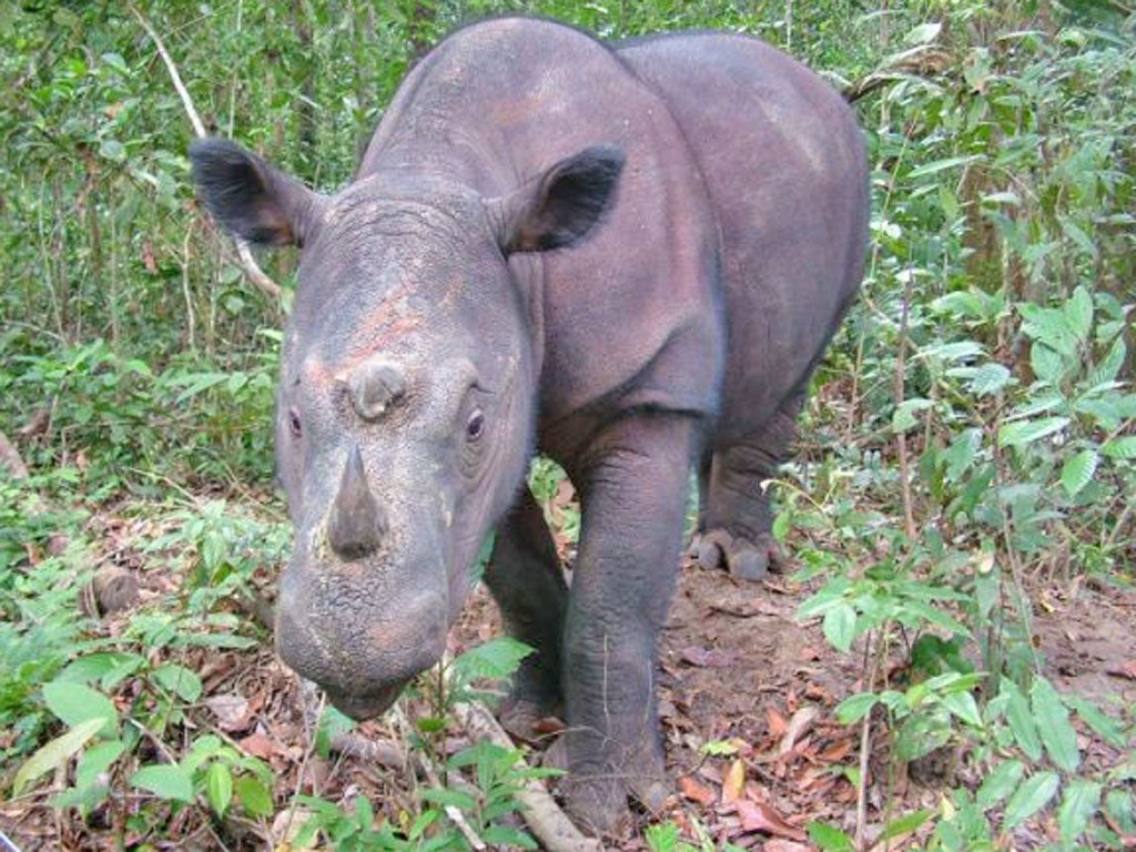 There are believed to be less than 100 Sumatran rhinoceros left in the wild