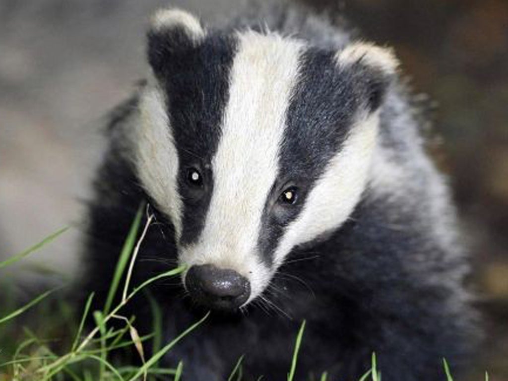 A trial cull is due to begin in the West Country later this month